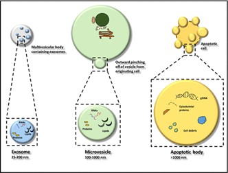 3 types of extracellular vesicles : exosomes (small EVs) – microvesicles (medium EVs) and apoptotic bodies (large EVs)