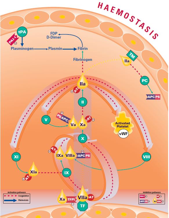 Image of Stago's coagulation cascade. Tissue Factor (TF) plays a central role in coagulation cascade